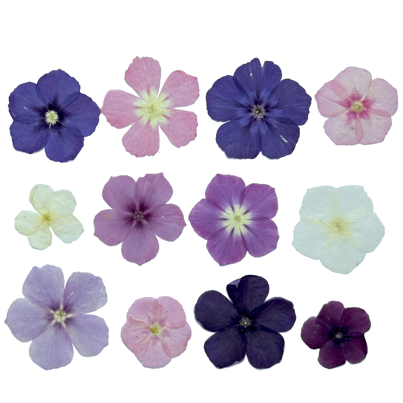 12pcs,Semi-Transparent Niche P - đánh giá và giá Resin Art Baby